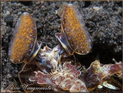 Spearer Mantis Shrimp - Tulamben, Bali (Canon G9, D2000w,... by Marco Waagmeester 